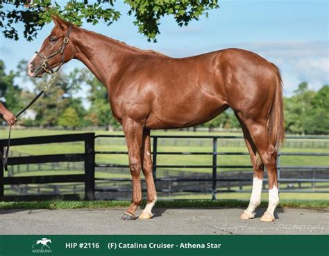 2022 Keeneland September Yearling Sale .